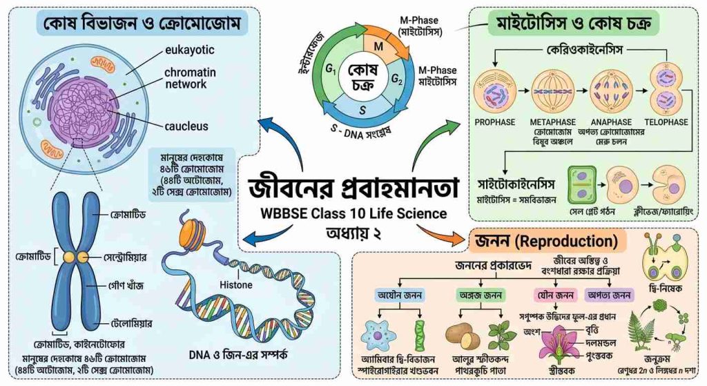 জীবনের প্রবাহমানতা